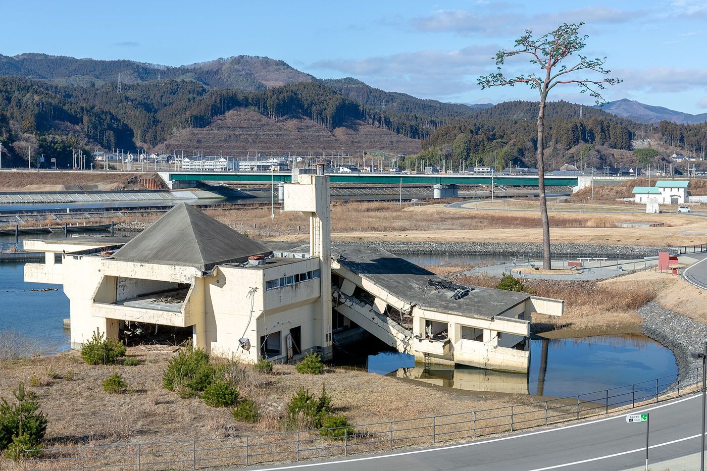 O pinheiro milagroso de Rikuzentakata, preservado como memorial, ao lado das ruínas de um albergue atingido pelo tsunami.